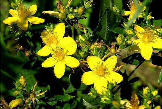 Жълт кантарион - лечебно растение, което помага да се справите с простатит