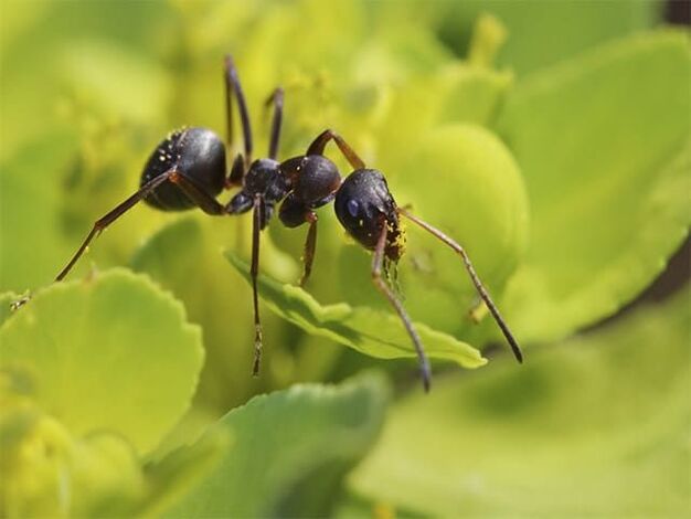 мравки срещу простатит