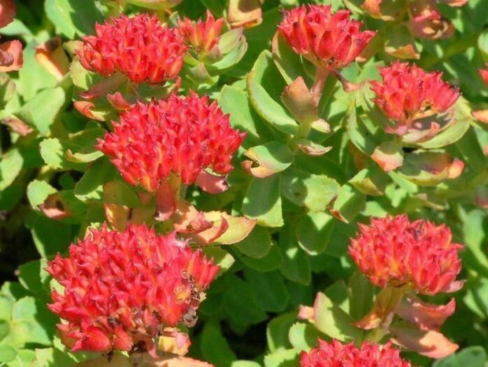 Rhodiola rosea за лечение на простатит